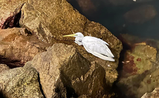 釣魚翁當日用石頭掟傷白鷺後逃走(青衣街坊吹水會facebook群組)