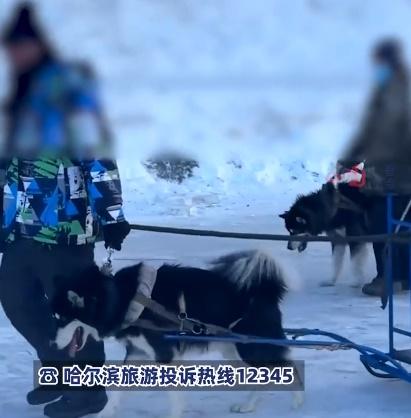 有網民批評:「2隻狗得拉2個甚至3個成年人,還有的是單獨1隻的。」(微博)