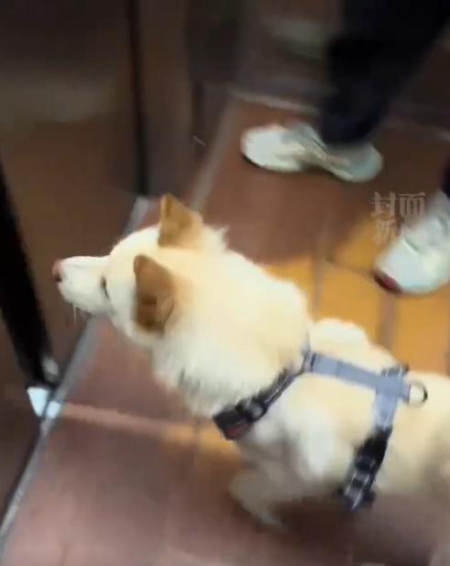 好心的女鄰居就幫忙,一層一層樓都按幫狗狗找家。(微博)