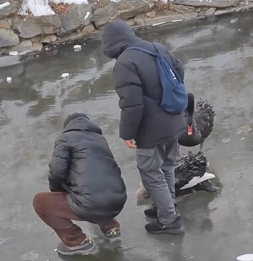 兩名觀光男子見狀立刻上前幫忙,天鵝夫婦似乎是知道他們是來幫忙,完全沒有想要驅趕。(微博)