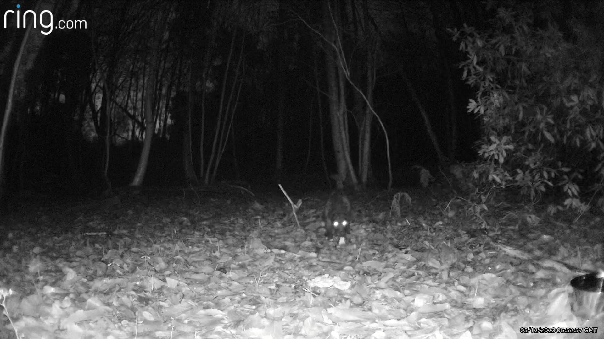 尋狗協會調查後確認,那隻黑狗正是Rose。(FB)