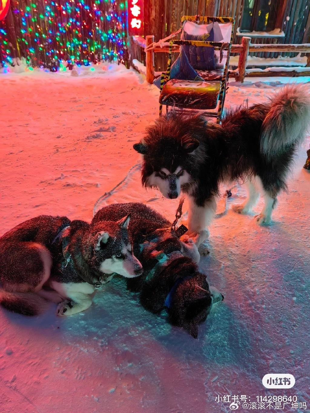 網民指在哈爾濱拉雪橇載遊客的狗狗們,大多都萎靡不振。(微博)