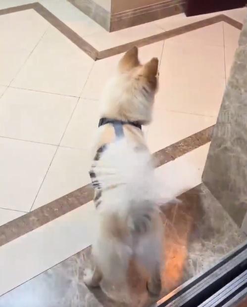 每到一層樓𨋢門一開,牠就會跑出去確認是不是自己熟悉的樓層。(微博)
