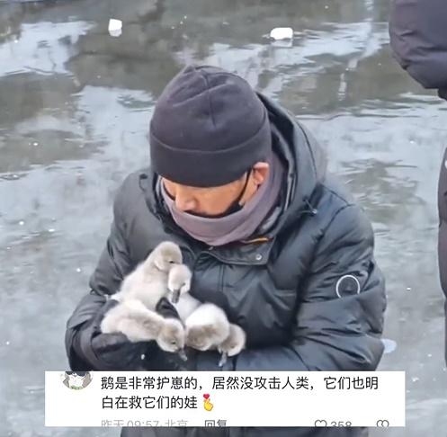 最後男子成功救出被卡住的天鵝BB,連同在湖冰面上的其他天鵝BB,一併移至湖邊乾草堆。(微博)