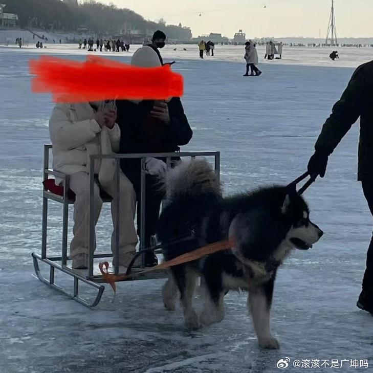 有網民批評:「2隻狗得拉2個甚至3個成年人,還有的是單獨1隻的。」(微博)