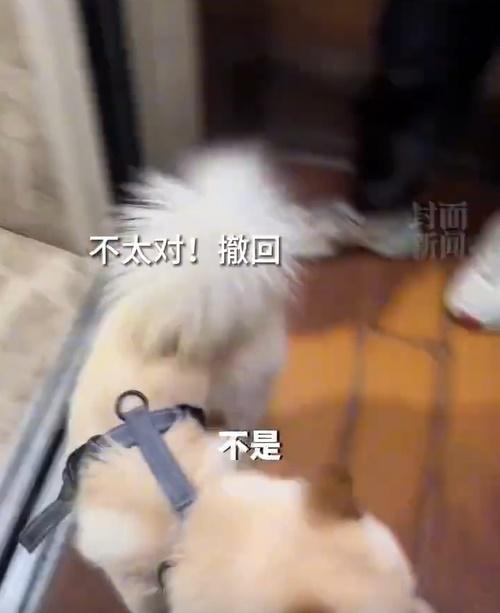 每到一層樓𨋢門一開,牠就會跑出去確認是不是自己熟悉的樓層。(微博)