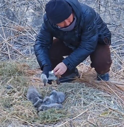 男子不忙幫細心為BB們抺乾羽毛。(微博)