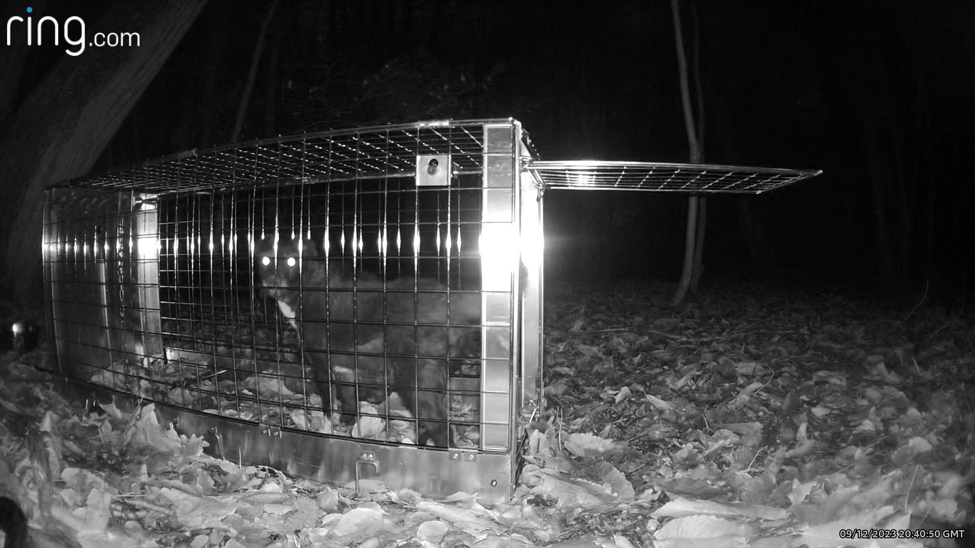 尋狗協會利用烤雞肉設置陷阱將Rose捕穫。(FB)