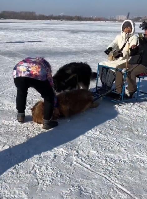 有網民批評:「2隻狗得拉2個甚至3個成年人,還有的是單獨1隻的。」(微博)