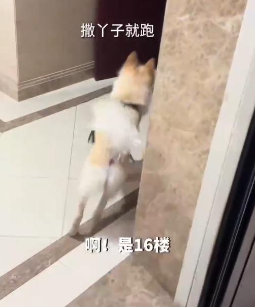 終於在正確的樓層找到家。(微博)