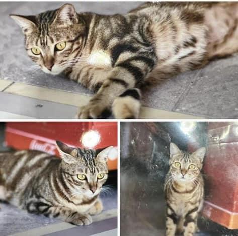 失蹤貓店長「樂樂」。(荃灣友@FB)