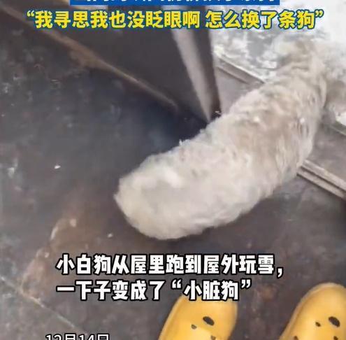 圖圖剛踏出門檻,就好像換衣服般,毛色瞬間變深色。(微博)