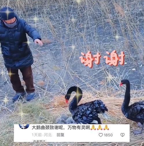 男子離開時,天鵝夫婦竟對救命恩人點頭,就像是鞠躬致謝。(微博)