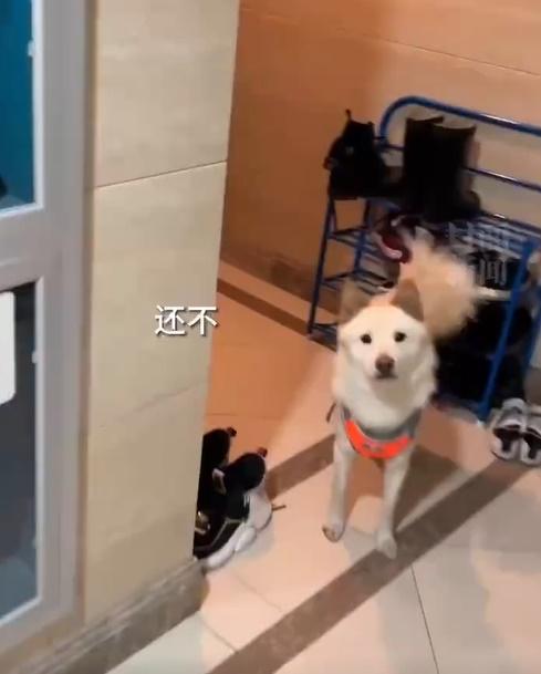 柴柴還不忙回望女子,請她幫自己最後一個忙,就是按門鐘。(微博)