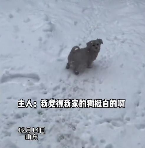 到了雪地上就變成一隻小黑狗。(微博)