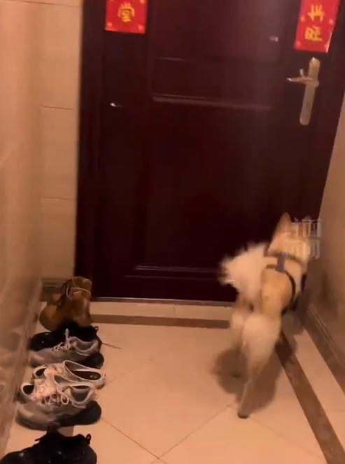 柴柴還不忙回望女子,請她幫自己最後一個忙,就是按門鐘。(微博)