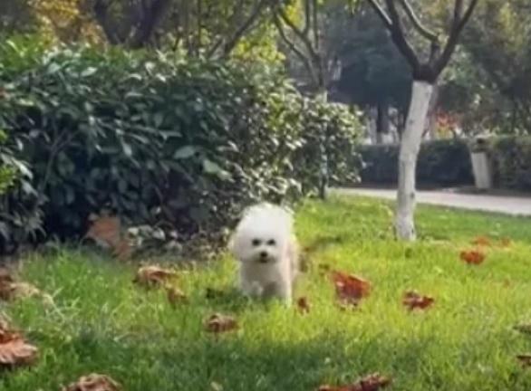 飼主為了證明圖圖的而且確是隻小白狗,還上載了牠在春夏間在草地玩耍的相片。(微博)