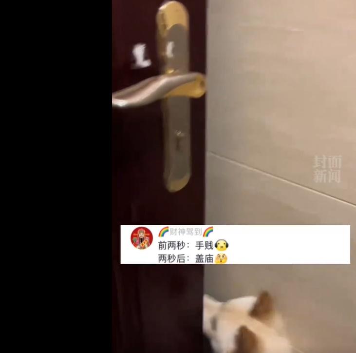 門一打開,柴柴就直衝回家。(微博)