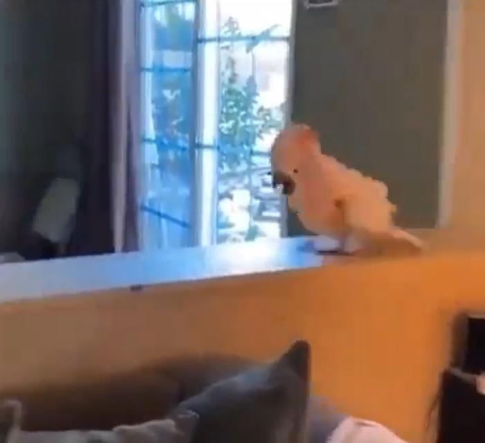 鸚鵡在客廳的櫃子上來回走動,一邊發出興奮的叫聲。(X)