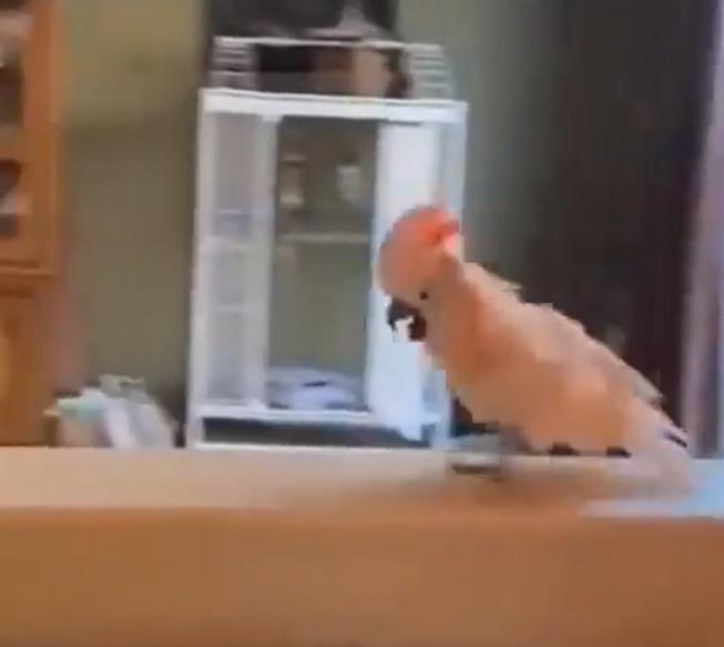 鸚鵡在客廳的櫃子上來回走動,一邊發出興奮的叫聲。(X)