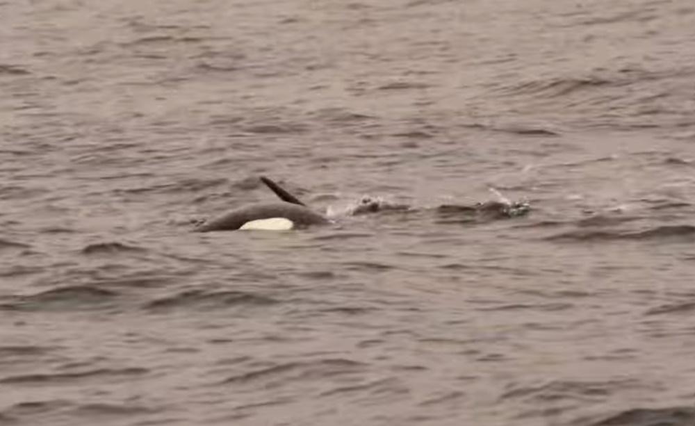 Hunchy看來很瘦弱,從腹部形狀來看,估計牠已很久沒有進食。(FB)