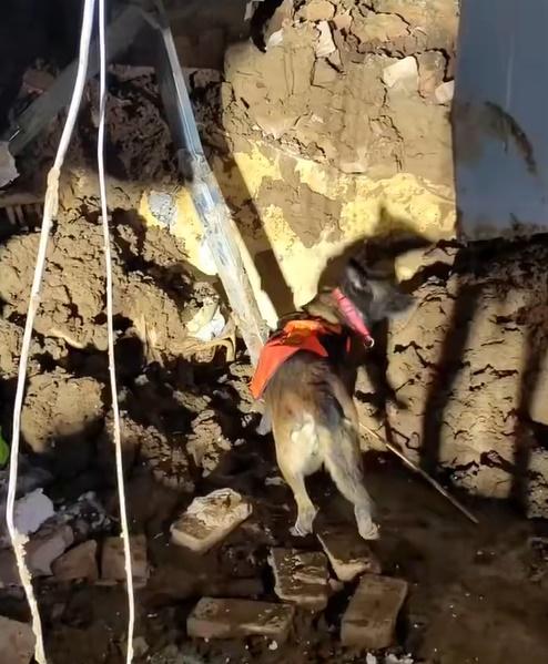 搜救犬一抵達災區,聽到口令又立刻精神抖擻,進入工作狀態。(微博)