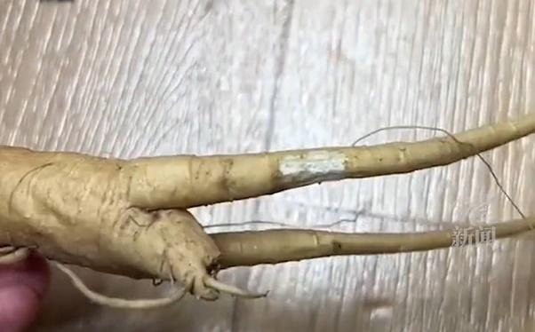 中醫師指,影片中的植物的確是商陸,大量服用可能出現中毒反應。(微博)