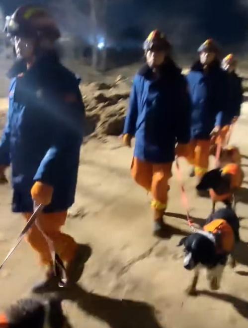 搜救犬一抵達災區,聽到口令又立刻精神抖擻,進入工作狀態。(微博)