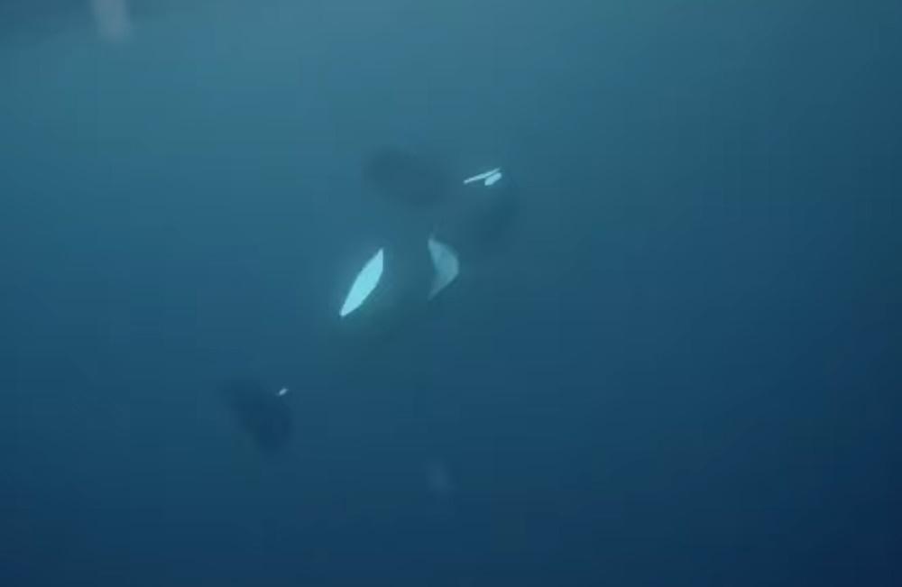 Hunchy龐大的身驅緩緩下沉。(FB)