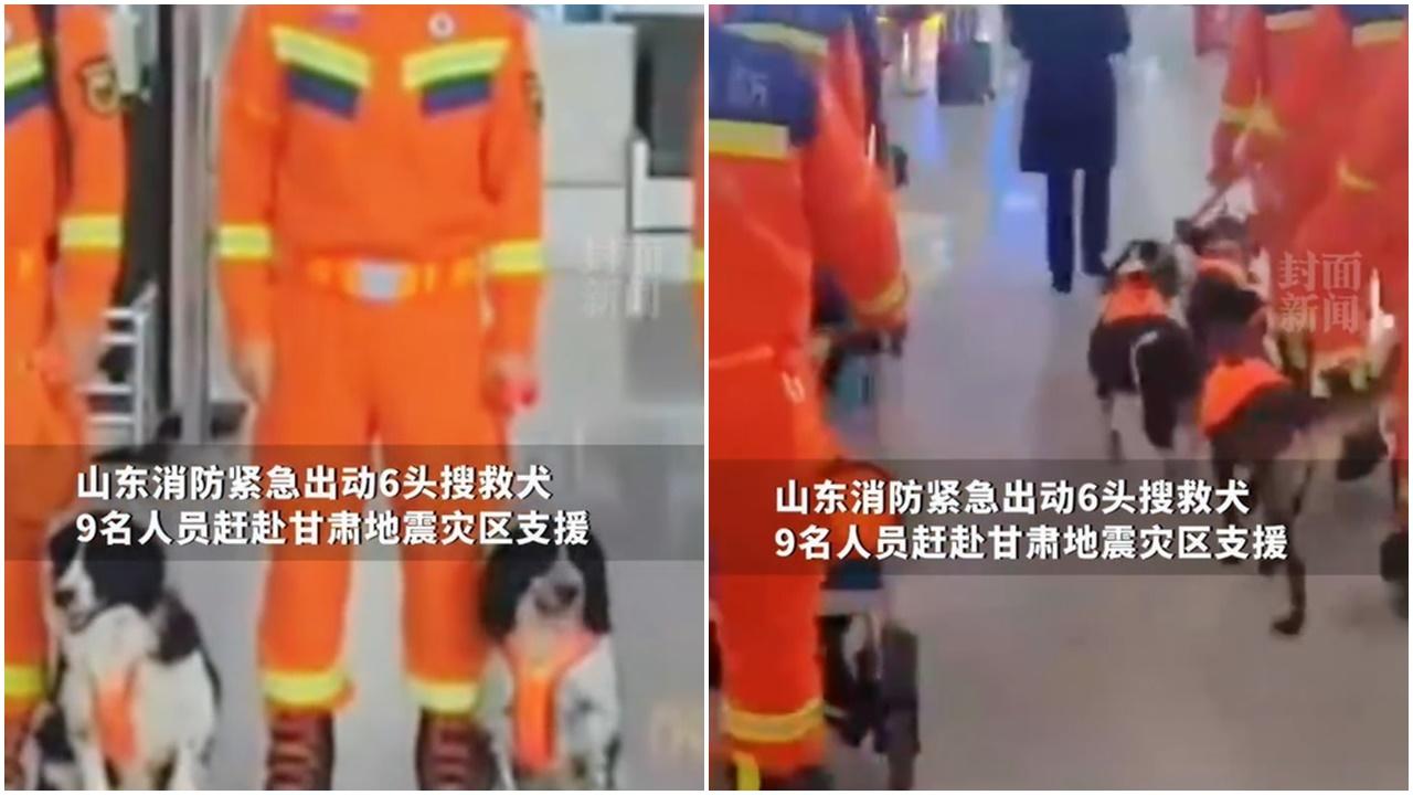 山東消防搜救犬機重專業支隊緊急出動9名人員和6隻搜救犬趕赴災區支援。(微博)
