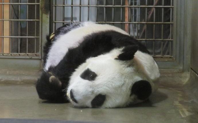 旦旦2000年以繁育研究為目的落戶神戶市。(微博)