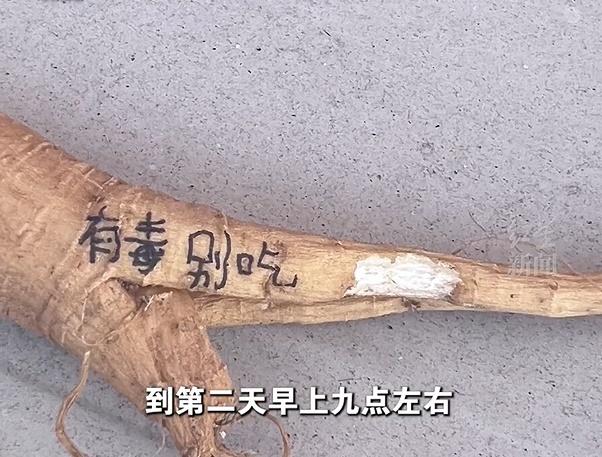 中醫師指,影片中的植物的確是商陸,大量服用可能出現中毒反應。(微博)