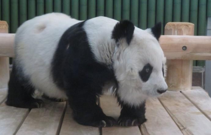 旦旦2000年以繁育研究為目的落戶神戶市。(微博)