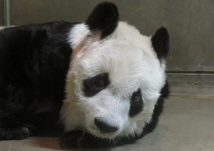 旦旦2000年以繁育研究為目的落戶神戶市。(微博)