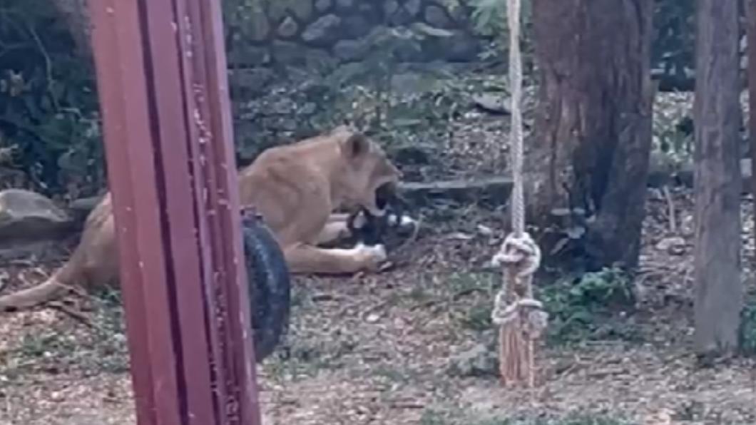 園方料獼猴B未具足夠經驗應變能力。(YouTube)