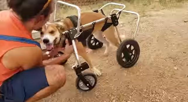 為Alva準備了輪椅方便牠走動。(IG)