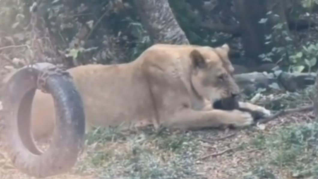 獼猴B當場被母獅叼走,並在遊客面前開餐。(YouTube)