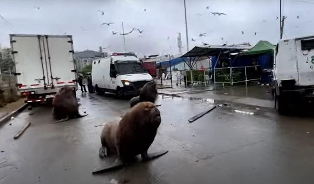 3隻南海獅於防暴警車前大搖大擺地閒逛。(YouTube)