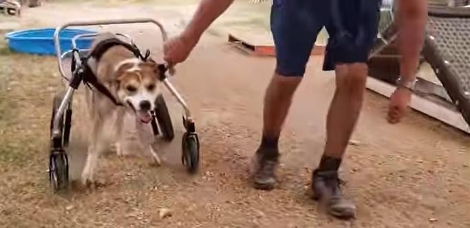 為Alva準備了輪椅方便牠走動。(IG)