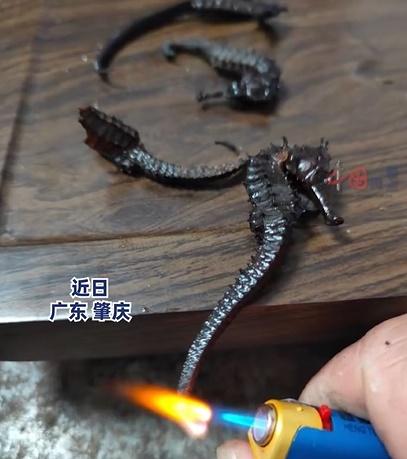 拿打火機來燒,海馬竟然收縮兼散出濃濃塑膠臭味。(微博)