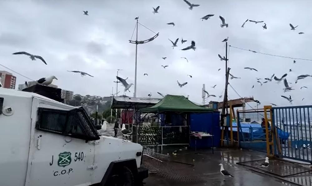 大批海鷗在空中盤旋,還毫不客氣地在警車上吃魚。(YouTube)