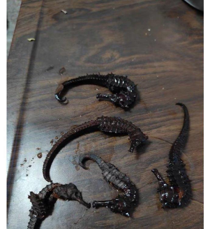 泡了2年酒的海馬竟然怎拉怎扯都扯不斷。(微博)