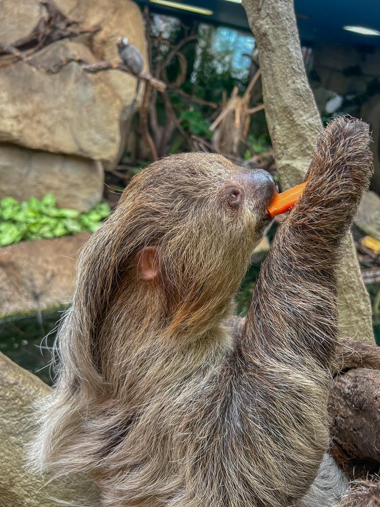 照片中的樹懶正在吃紅蘿蔔,並露出小耳朵。(X)