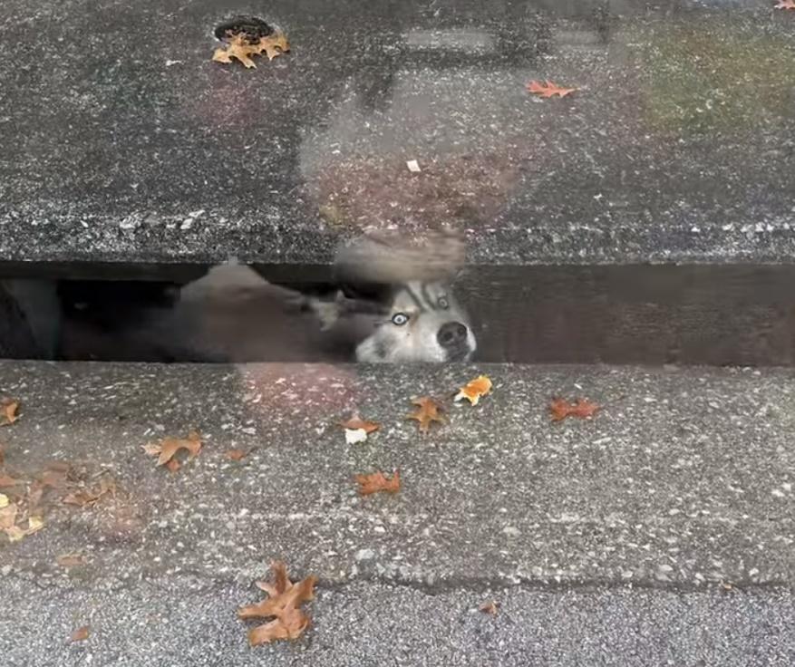 Sebastian將頭塞在縫隙中往外張望。(FB)