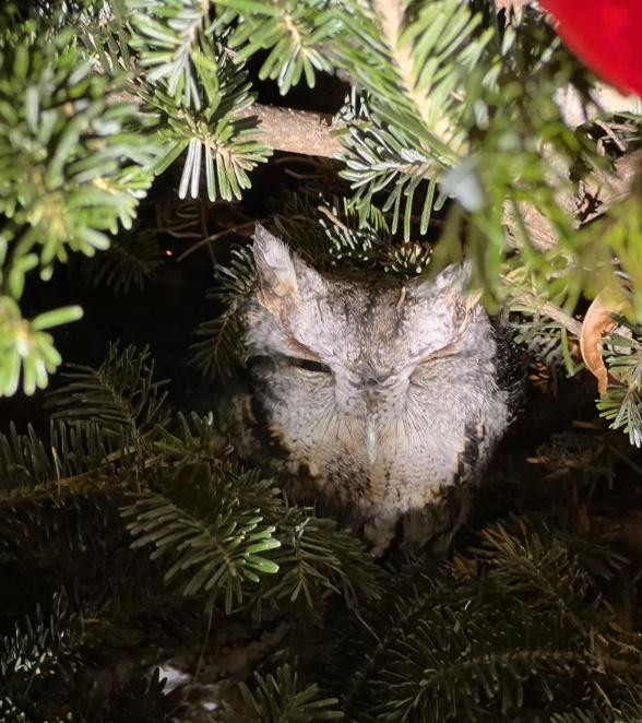 當貓頭鷹意識到自己被看到後,就爬進樹的深處。(X)