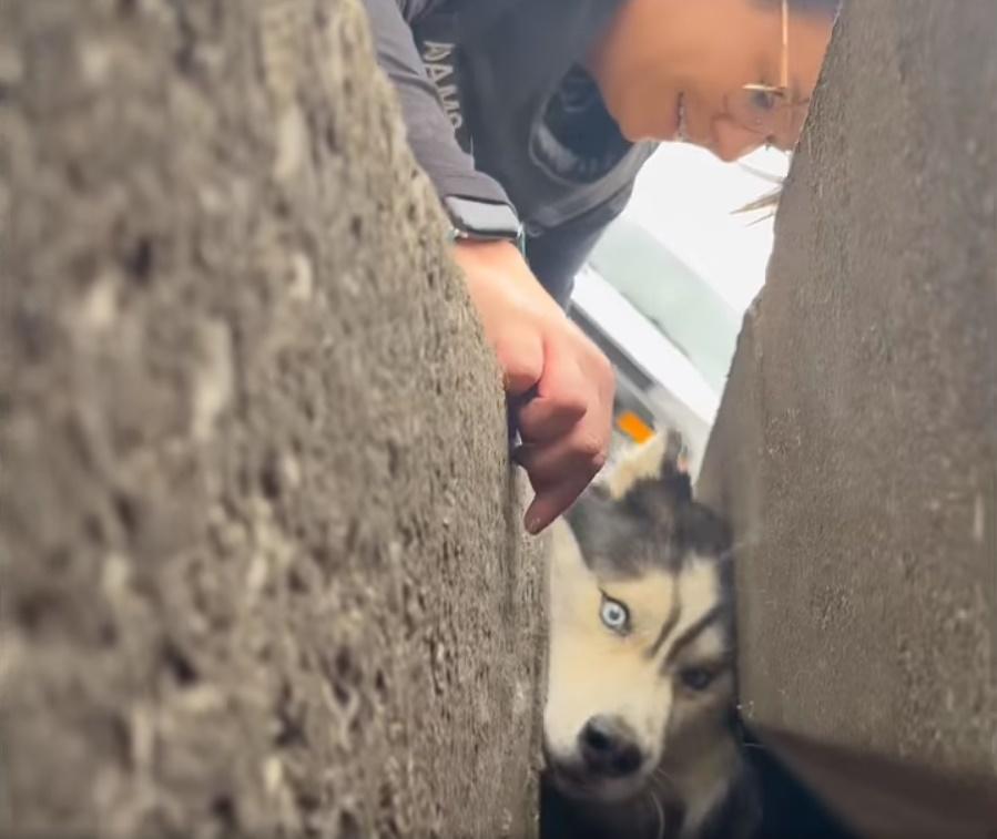 Sebastian將頭塞在縫隙中往外張望。(FB)