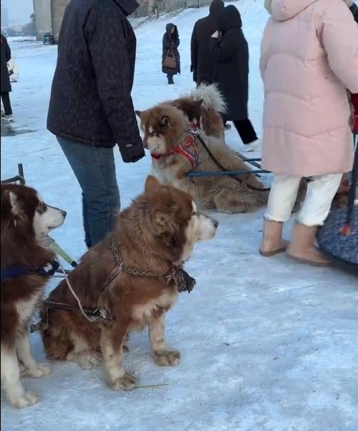 網民指在哈爾濱拉雪橇載遊客的狗狗們,大多都萎靡不振。(微博)
