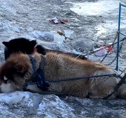 雪橇犬載客疲憊不堪,網民呼籲取消,哈爾濱文旅局:已嚴厲勸說。(微博)