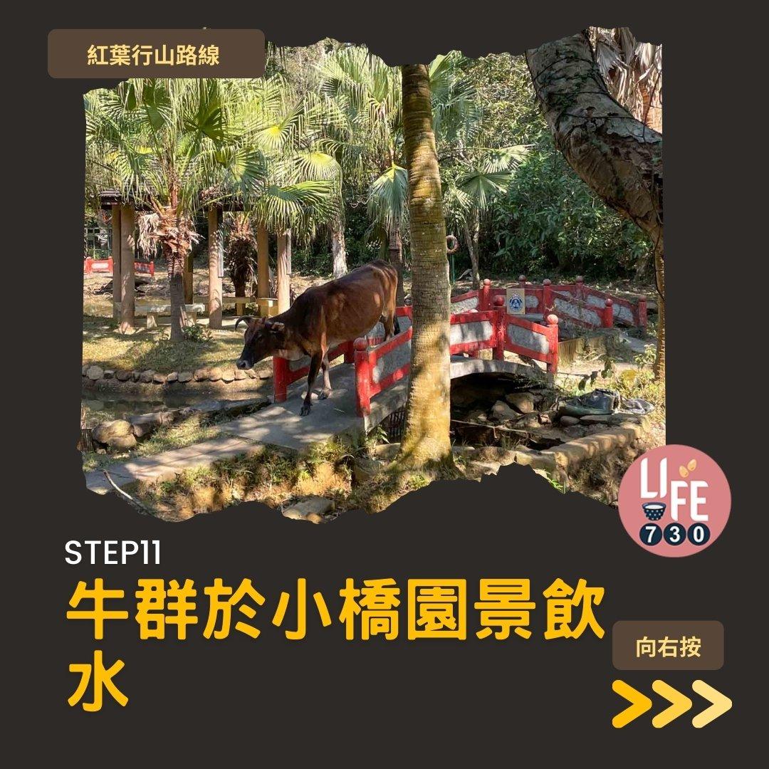 紅葉行山,由圓墩到清快塘(am730製圖)