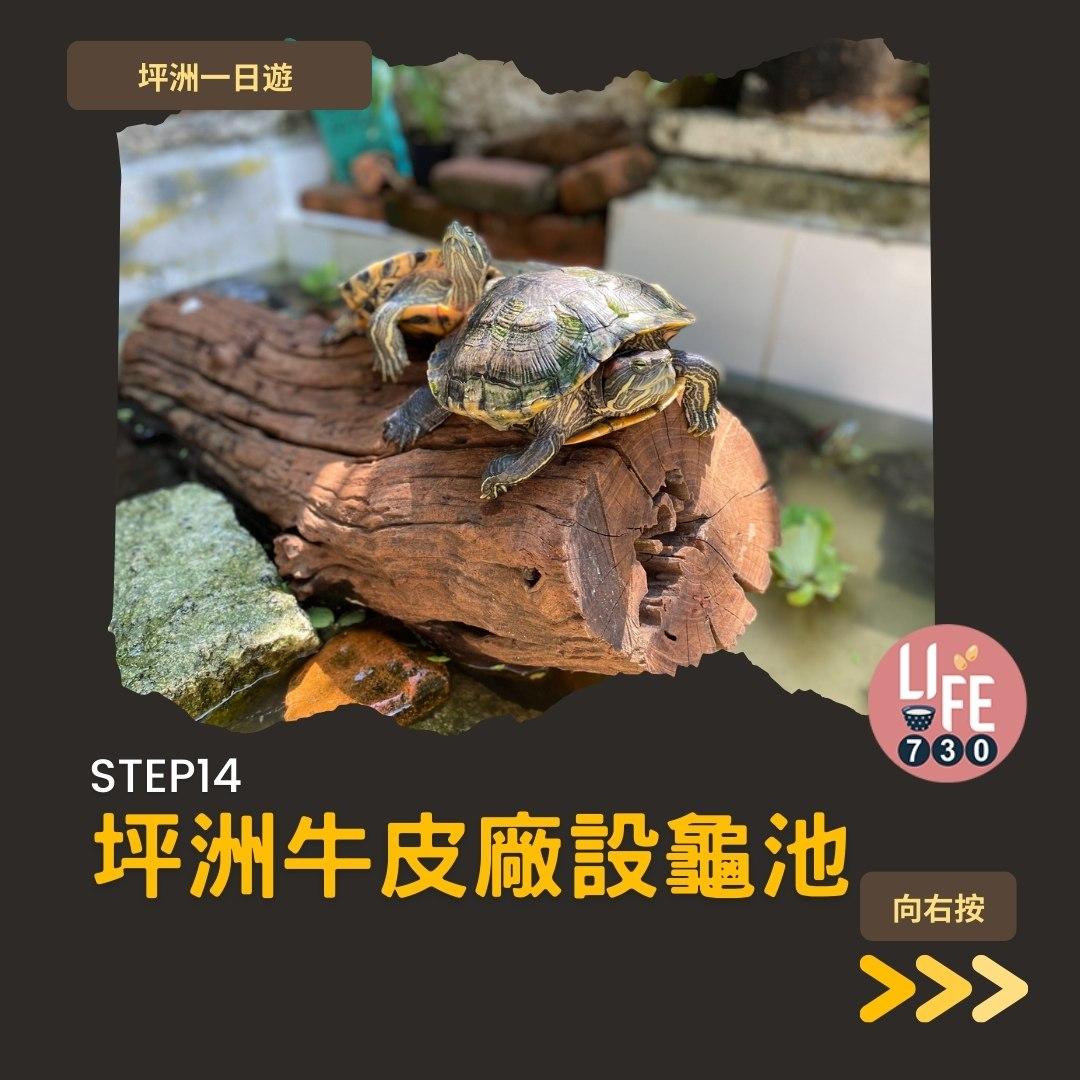 坪洲一日遊(am730製圖)